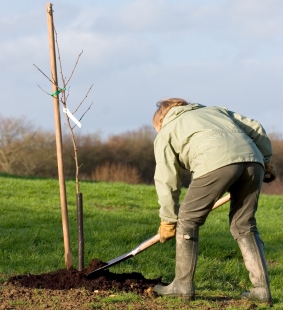 Itt a gyümölcsfa ültetésének ideje