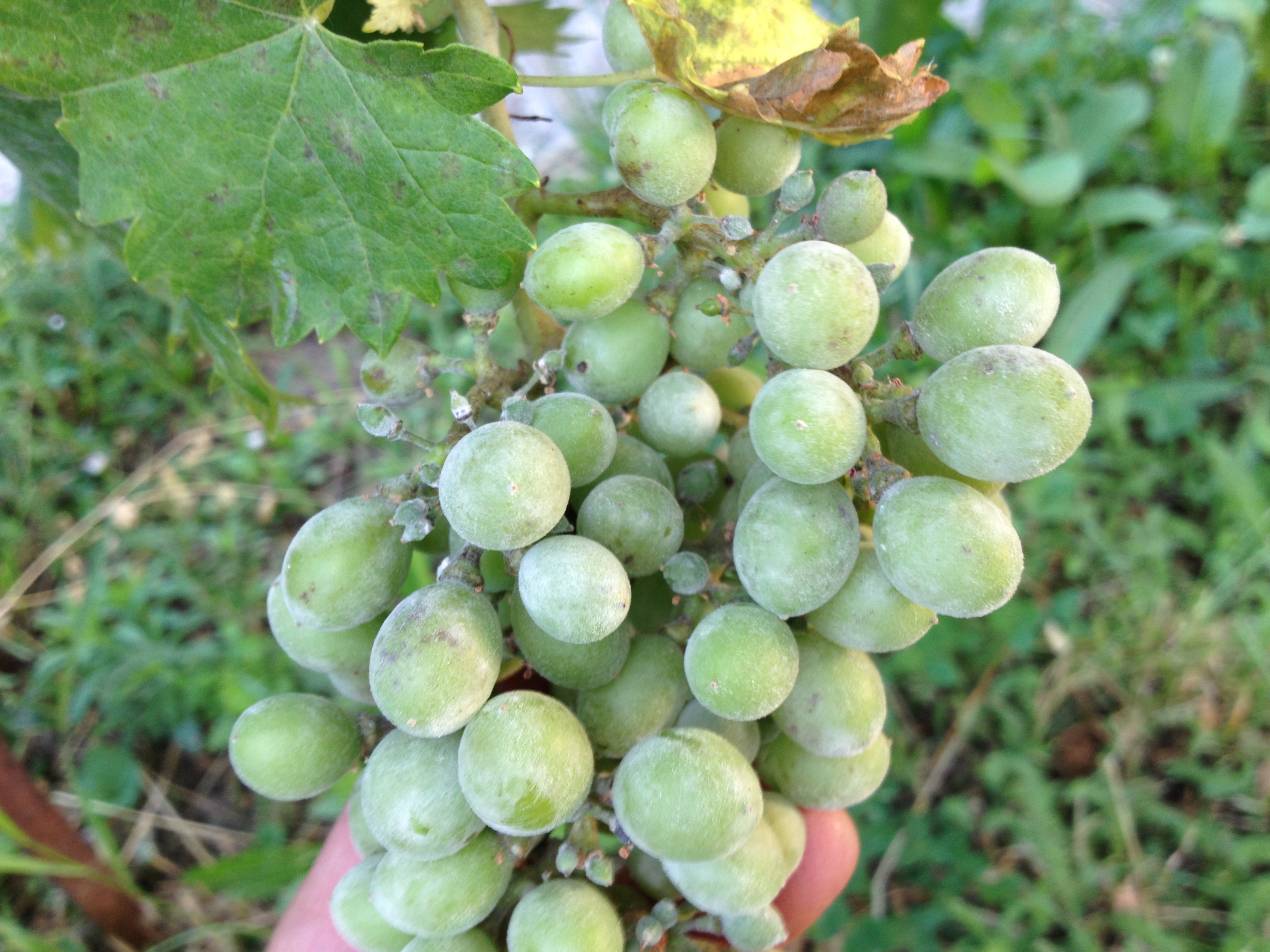 Zsigó György – Hasznos közlendők kertbarátoknak – 2018/10
