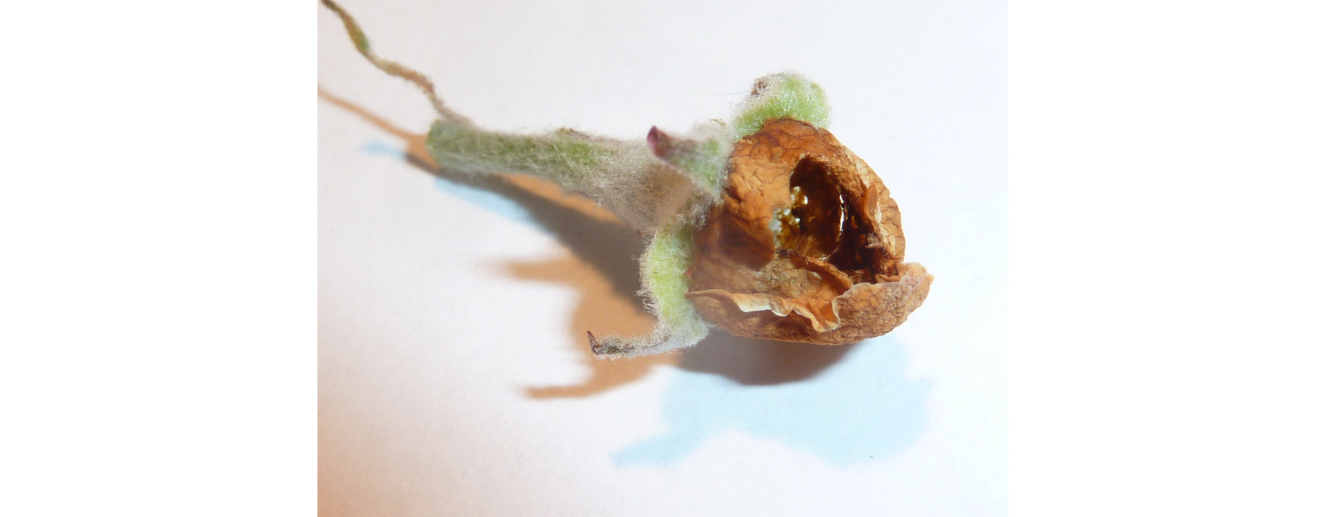 2021. évi 2. növényvédelmi felhívás – Zsigó György