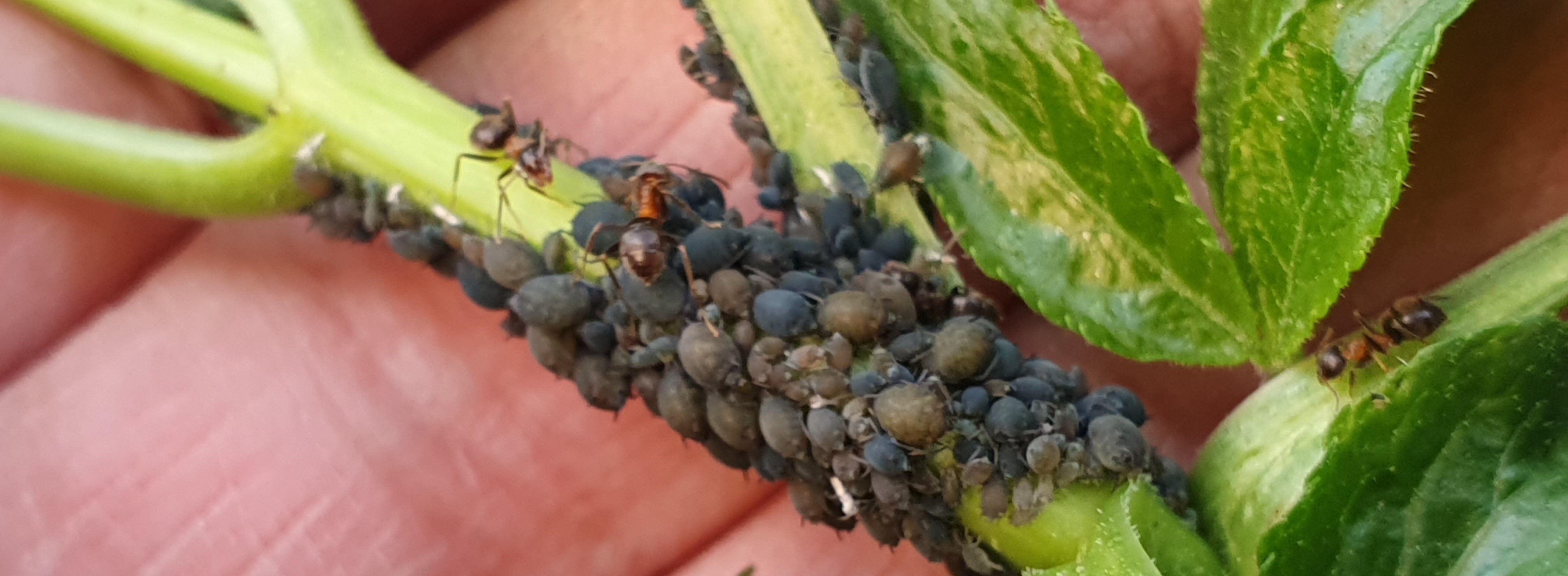 2023. évi 6. növényvédelmi felhívás – Zsigó György