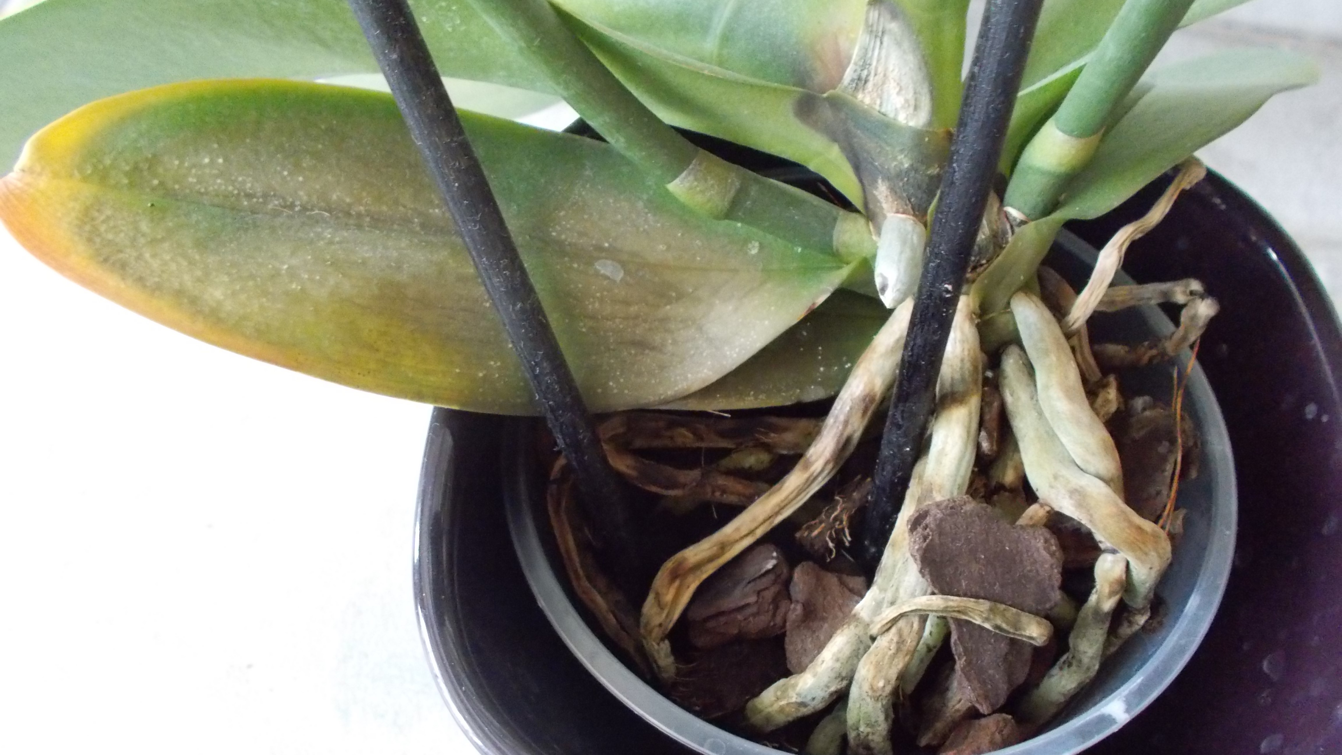 13+1 orchideaprobléma és megelőzése