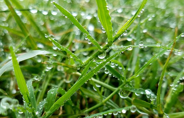 Csak akkor hajt a fűmag, ha időben érkezik a póteső