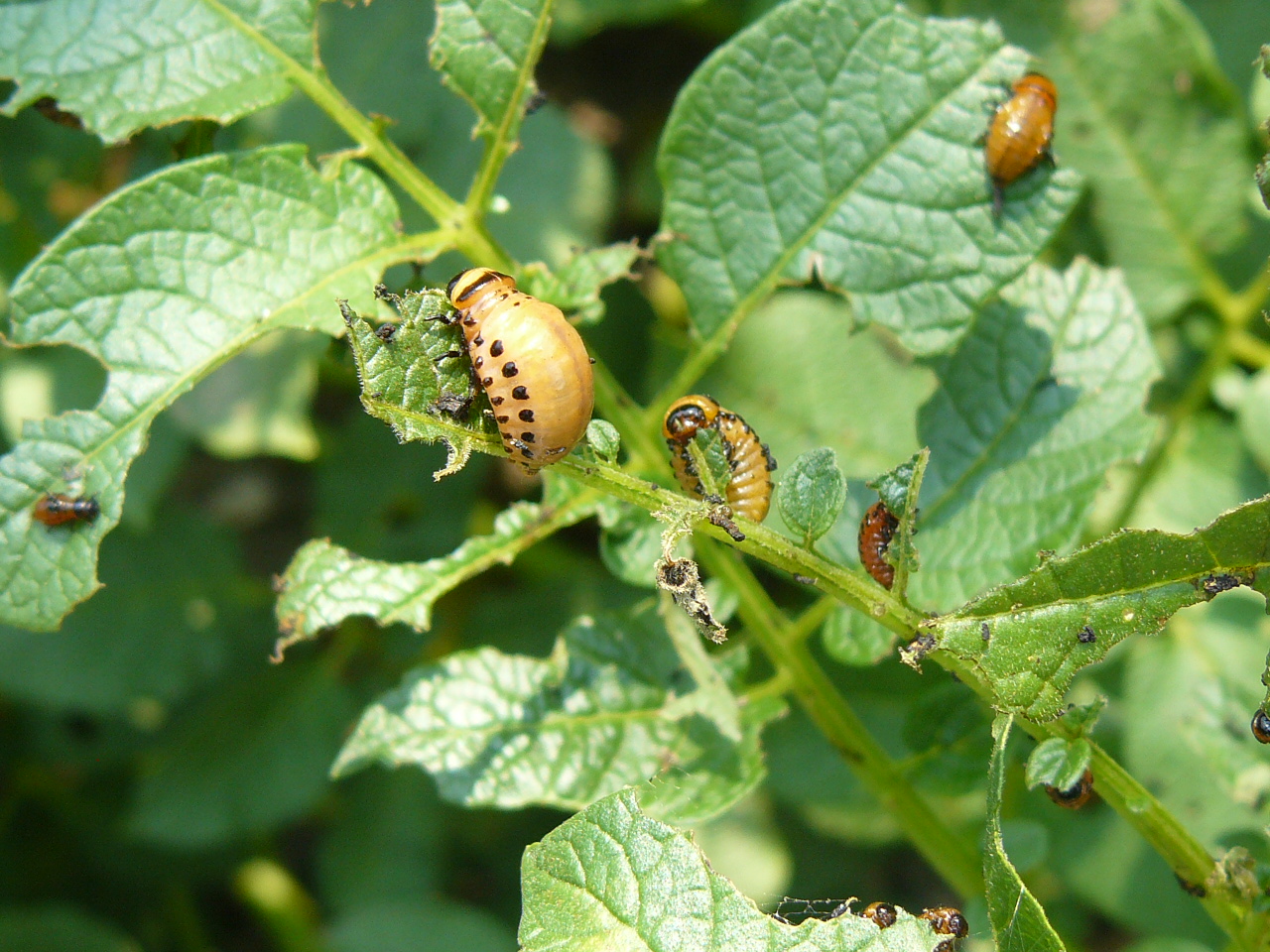 A burgonya morfológiája, termesztése, élettani károsodásai, betegségei, kártevői