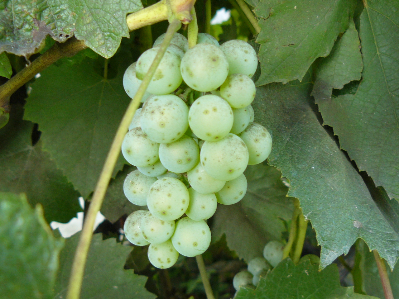 Új CleaNess gyomirtó permetezőszer