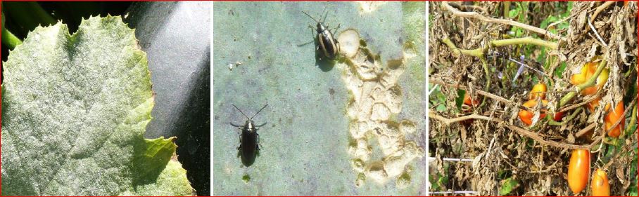 Zsigó György – Hasznos közlendők kertbarátoknak – 2017/13