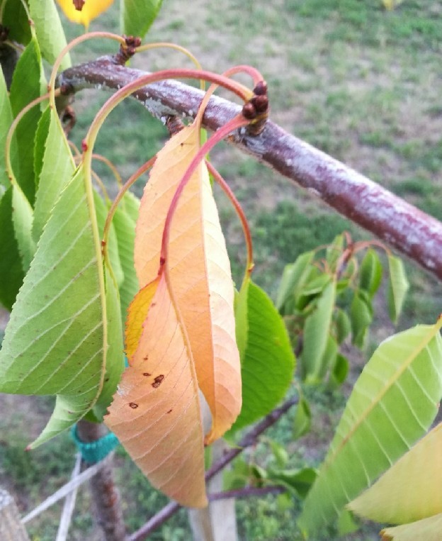 Növényvédelmi teendők – 2017. augusztus 7-13.