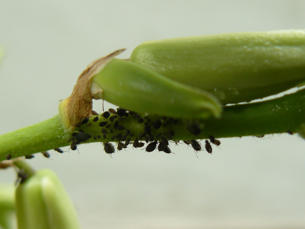 A kórokozók előrejelzése