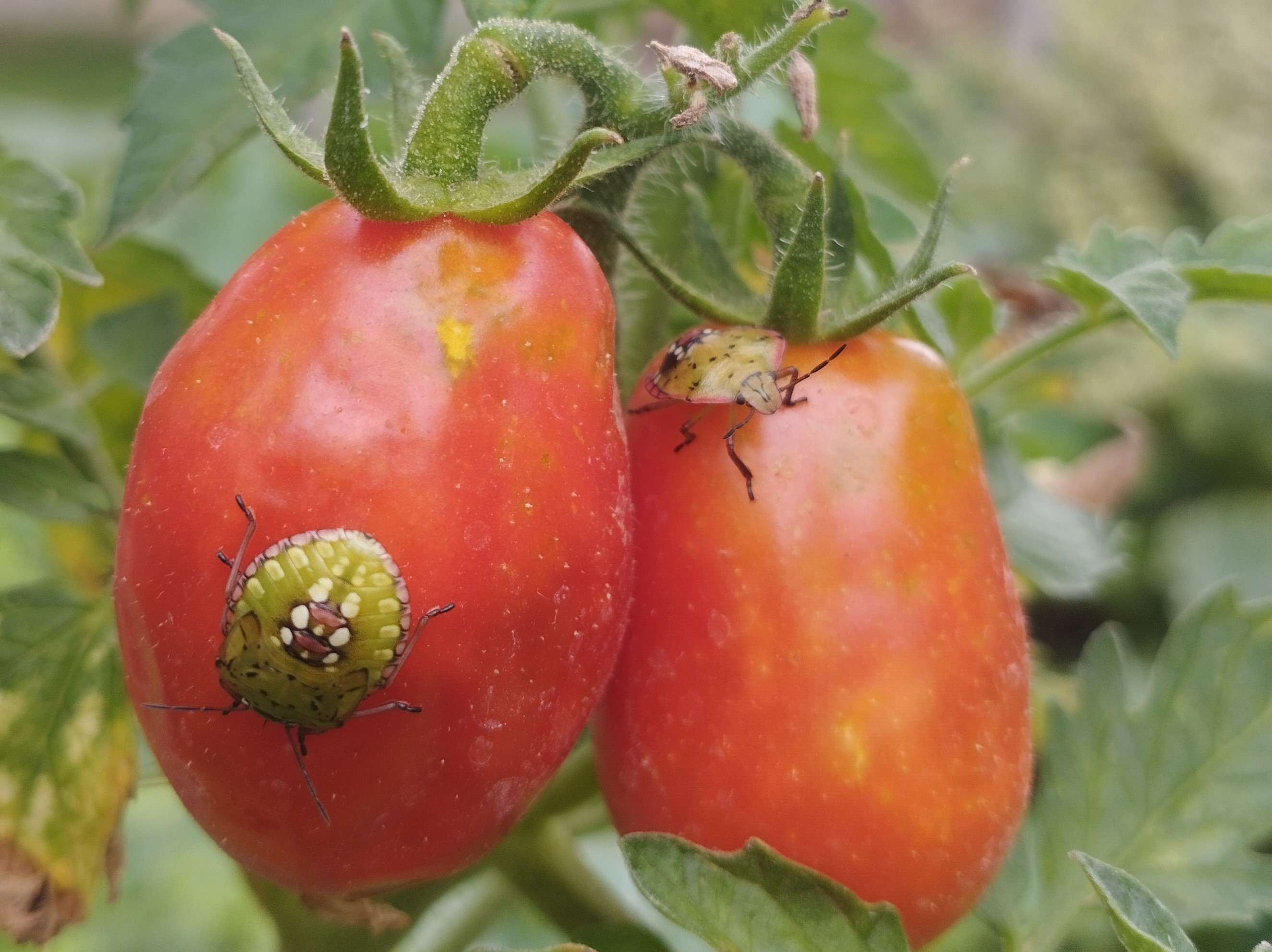 Növényvédelmi teendők – 2022. augusztus 19-25