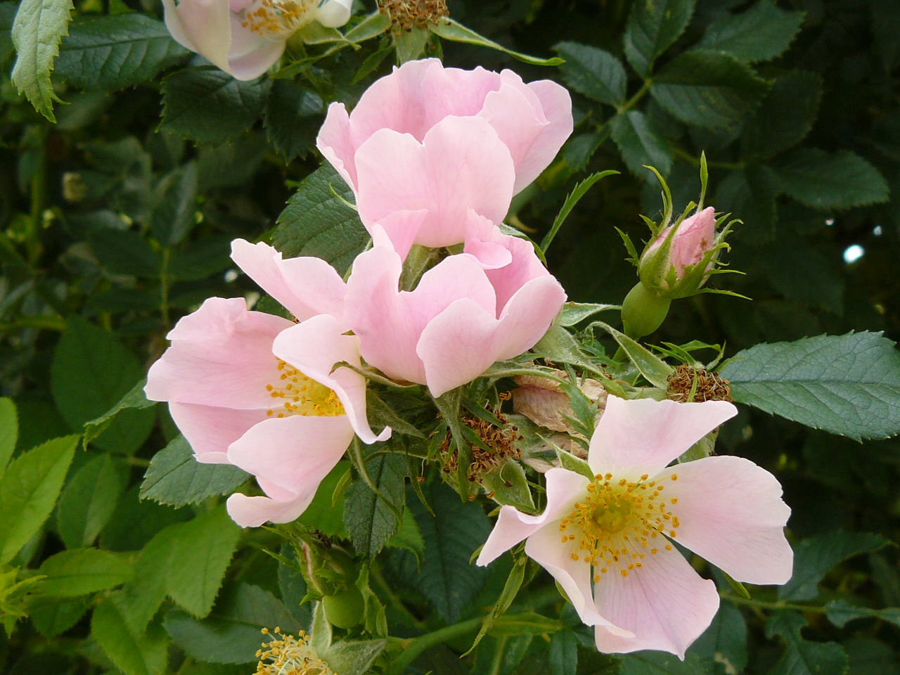 Virágzik az egyik legismertebb C-vitamin, forrásunk