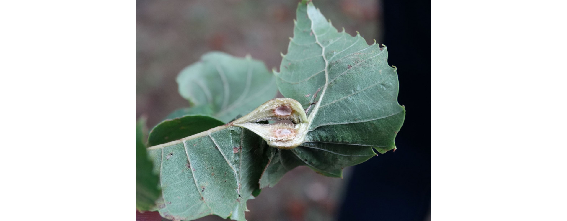 Növényvédelmi teendők – 2020. június 20-26.