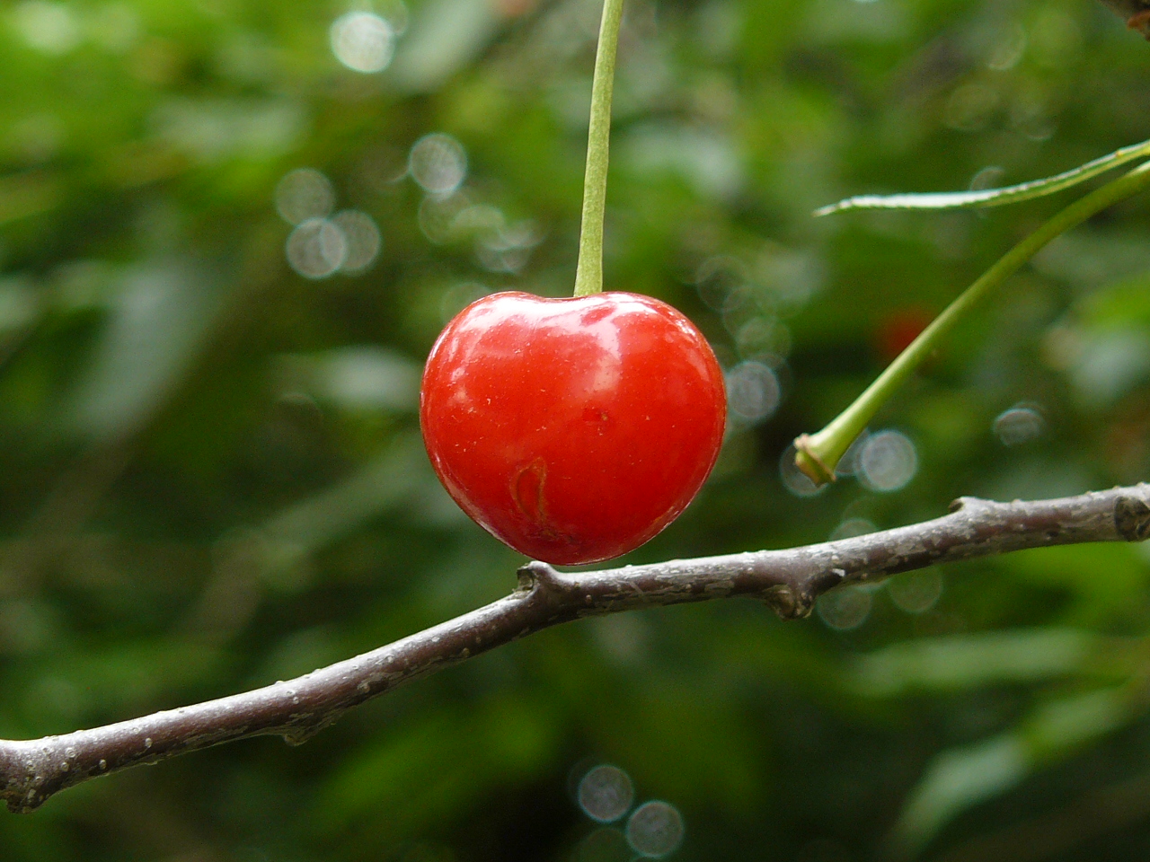 Zsigó György – Hasznos közlendők kertbarátoknak – 2014/4