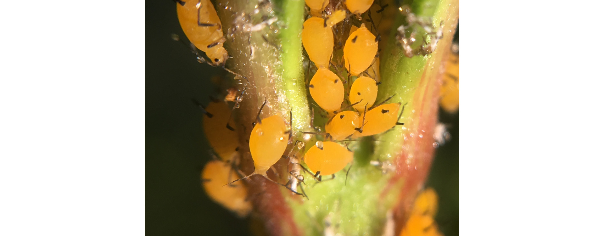 Növényvédelmi teendők – 2020. április 25. – május 1.