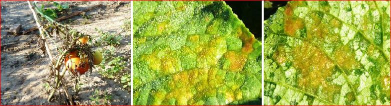 Zsigó György – Hasznos közlendők kertbarátoknak – 2016/18