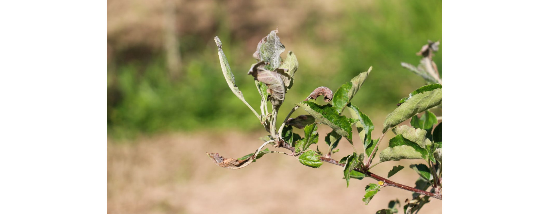 Növényvédelmi teendők – 2021. április 22-28.