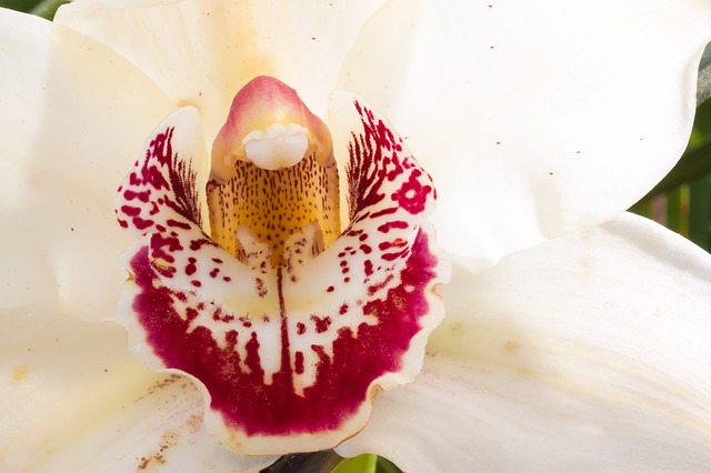 Cymbidium, a Himalája királynője