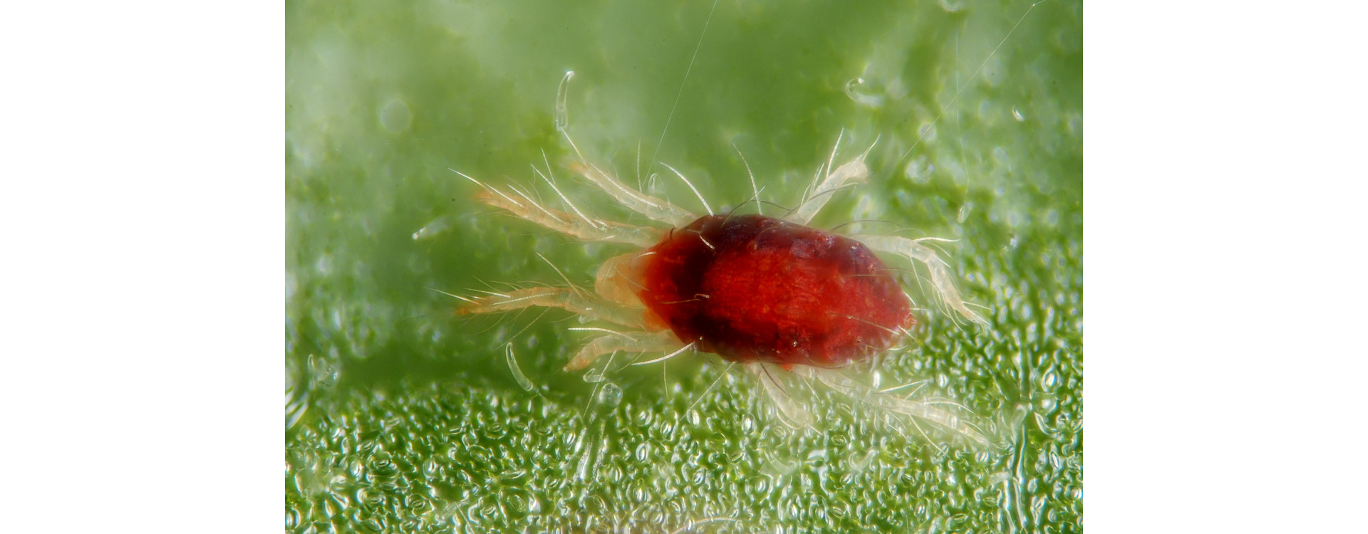 Növényvédelmi teendők – 2019. július 18-24.