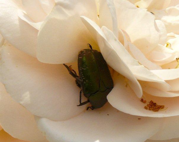 Aranyos virágbogár