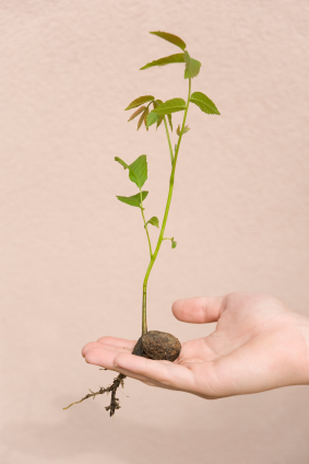 A diót időnként metszeni kell, a levelét pedig a kukába lehet porciózni