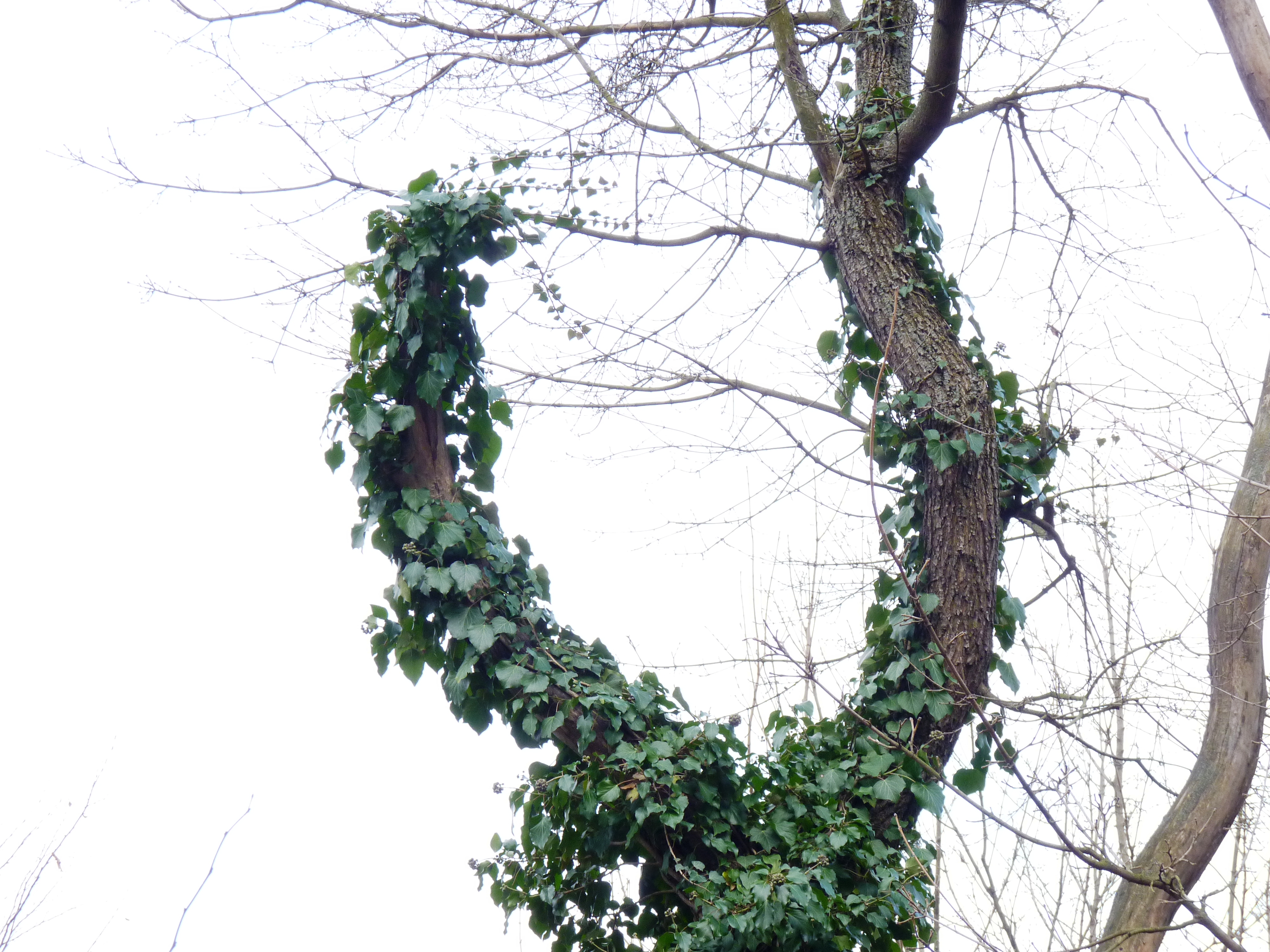 Növénybeszéd és tápanyaghiány