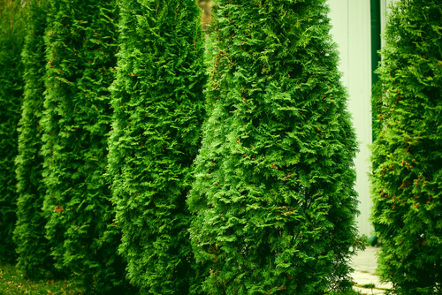 Általában a víz segít az örökzöldek baján