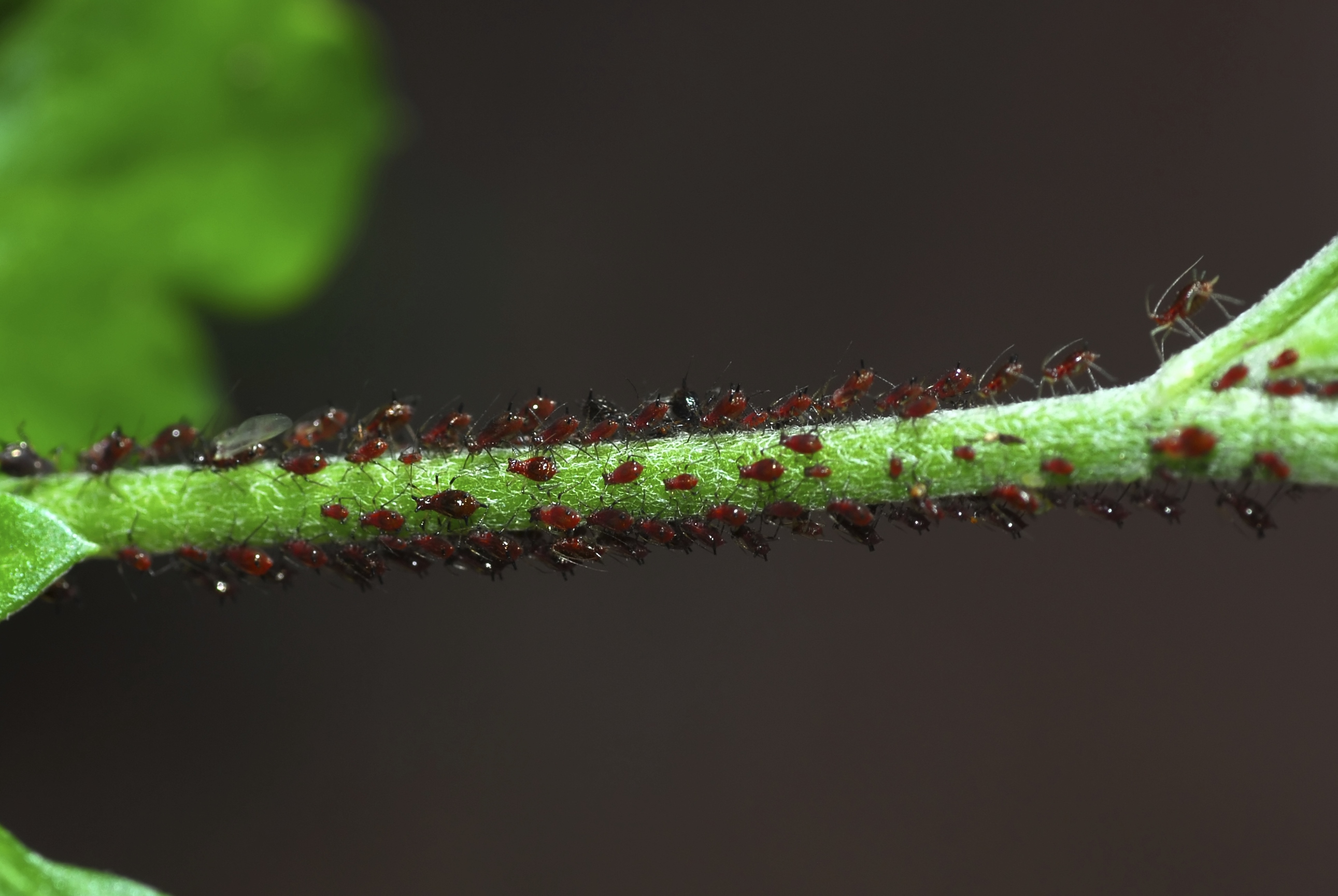 Belső térben óvatosan a permetszerekkel
