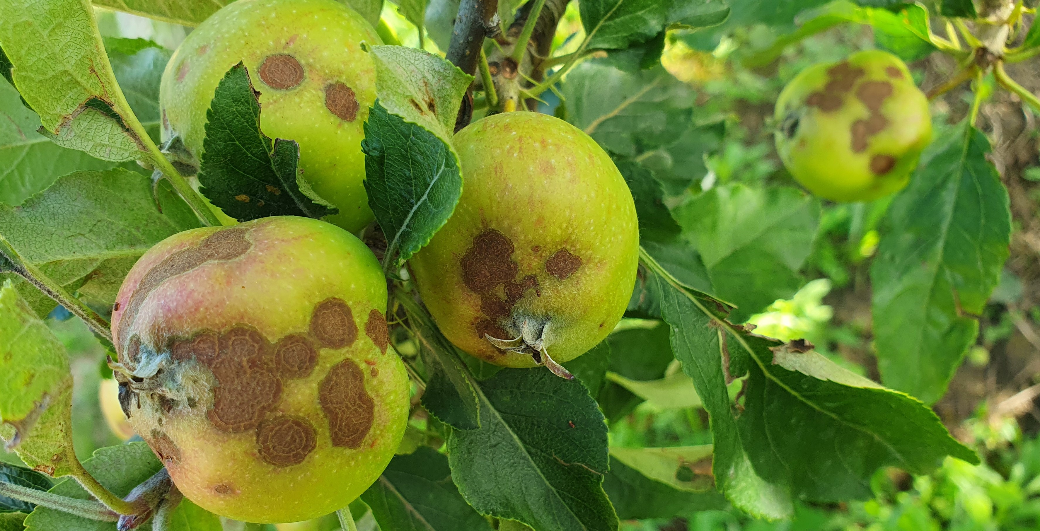 2023. évi 16. növényvédelmi felhívás – Zsigó György