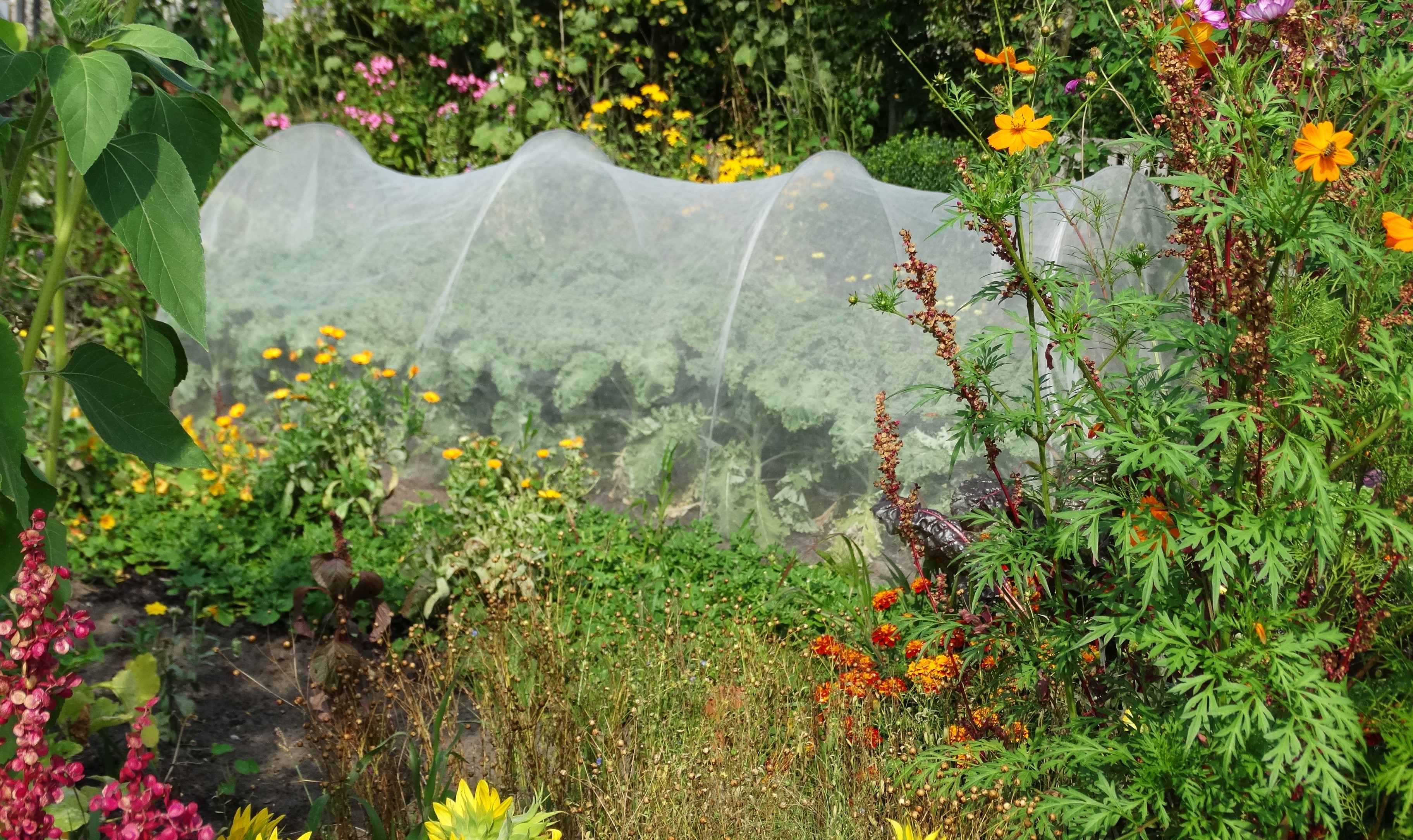 Vadvirágos rét a kertben