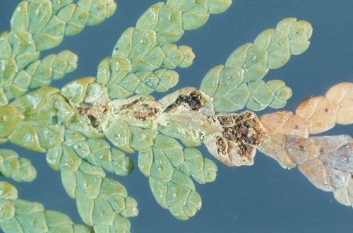 Növényvédelmi teendők 2017. augusztus 14-20.