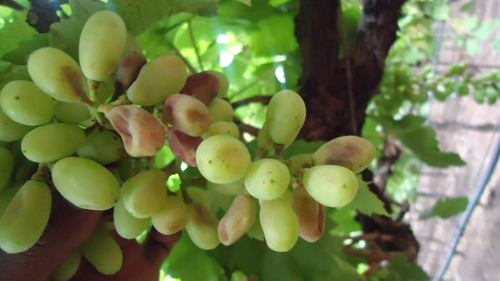 Növényvédelmi teendők – 2018. július 28 – augusztus 3.