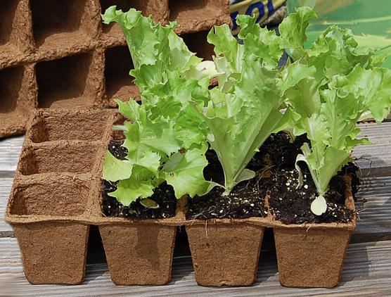 Palánta gondok, avagy mibe is ültessünk?