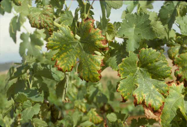 Növényvédelmi teendők – 2018. június 7-13.