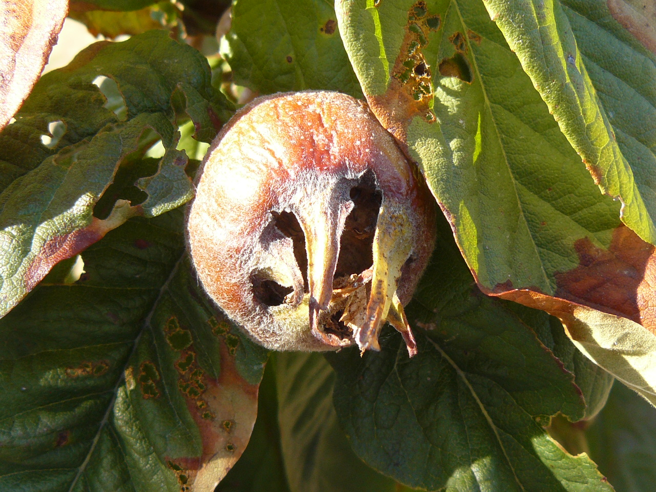 Naspolya az elérhető gyümölcs