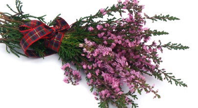 A közönséges csarab