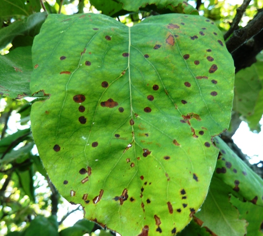 Zsigó György – Hasznos közlendők kertbarátoknak – 2014/14