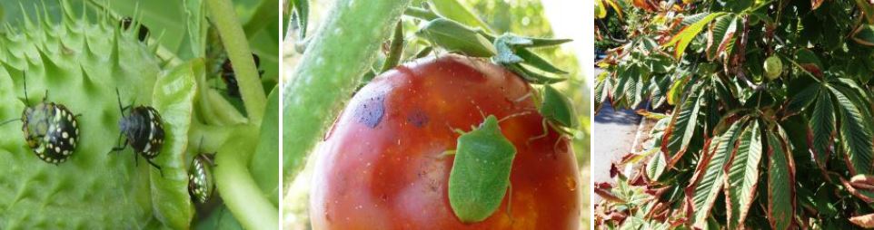 Időszerű növényvédelmi teendők a közterületeken 2015. évi 11. levél -Zsigó György