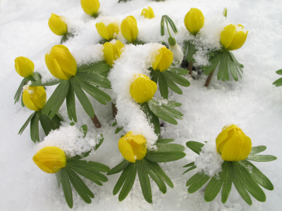 Téltemetőt a díszkertekbe