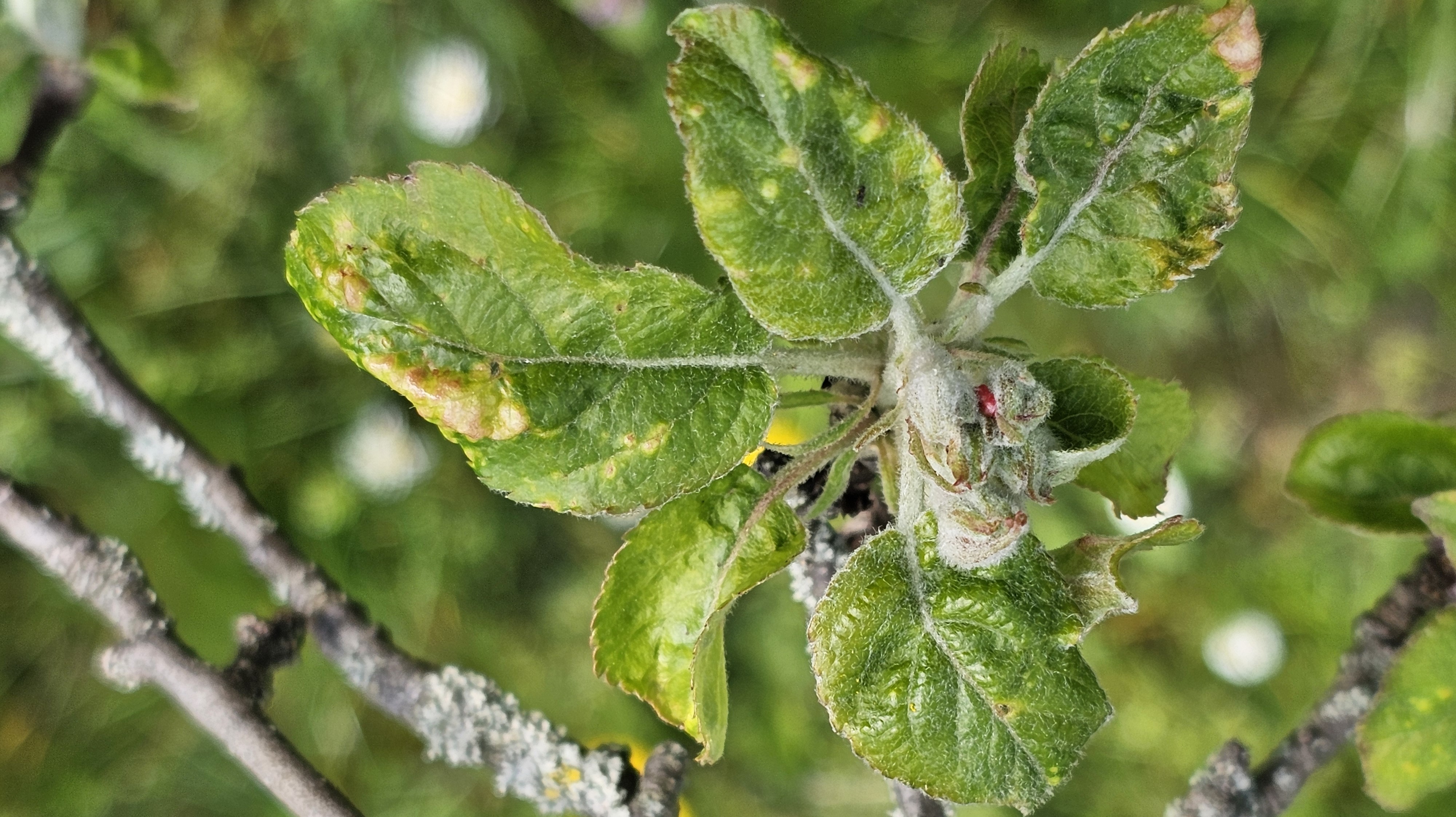 2024. évi 6. növényvédelmi felhívás