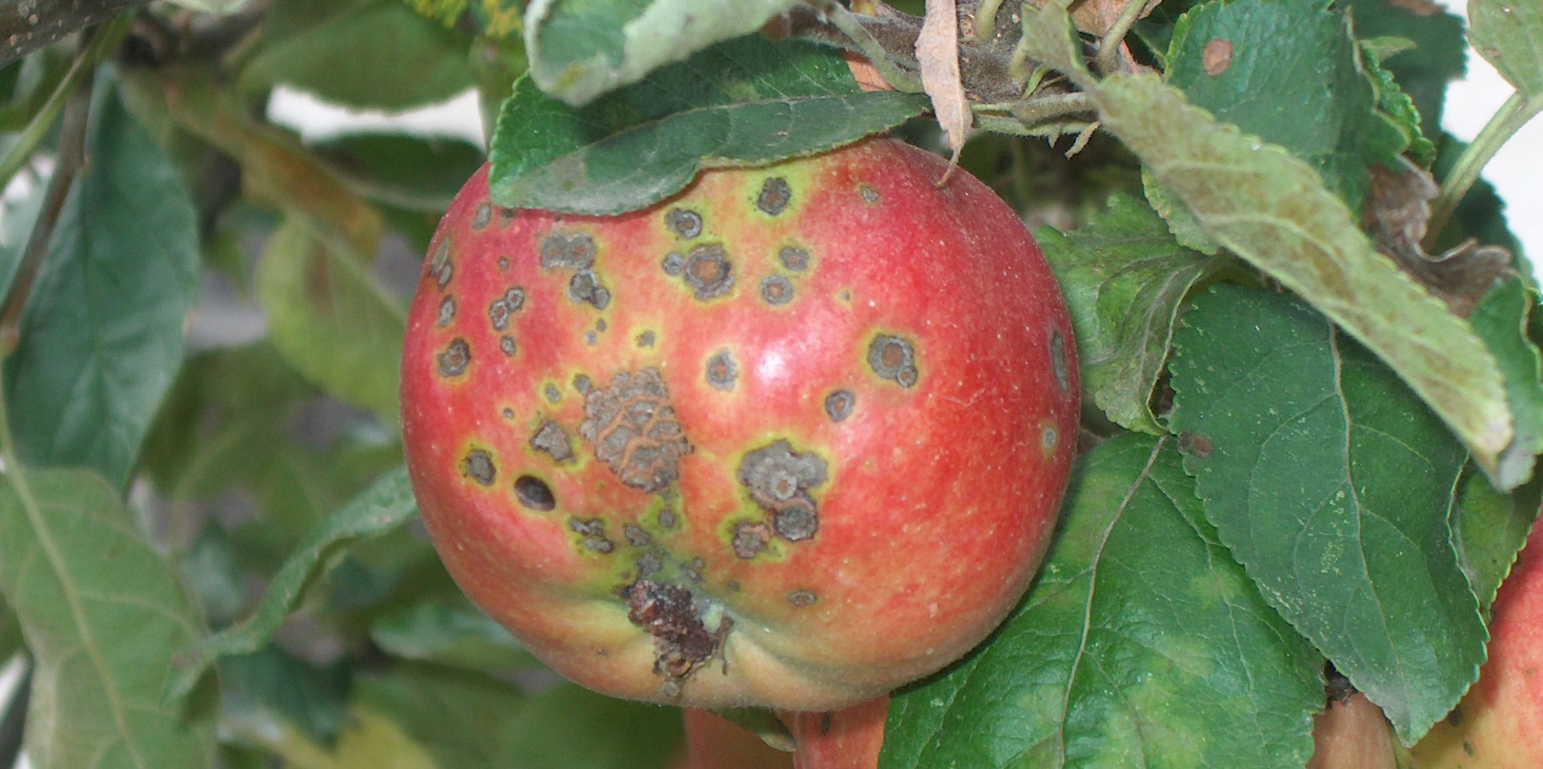 2024. évi 7. – varasodásos – növényvédelmi felhívás