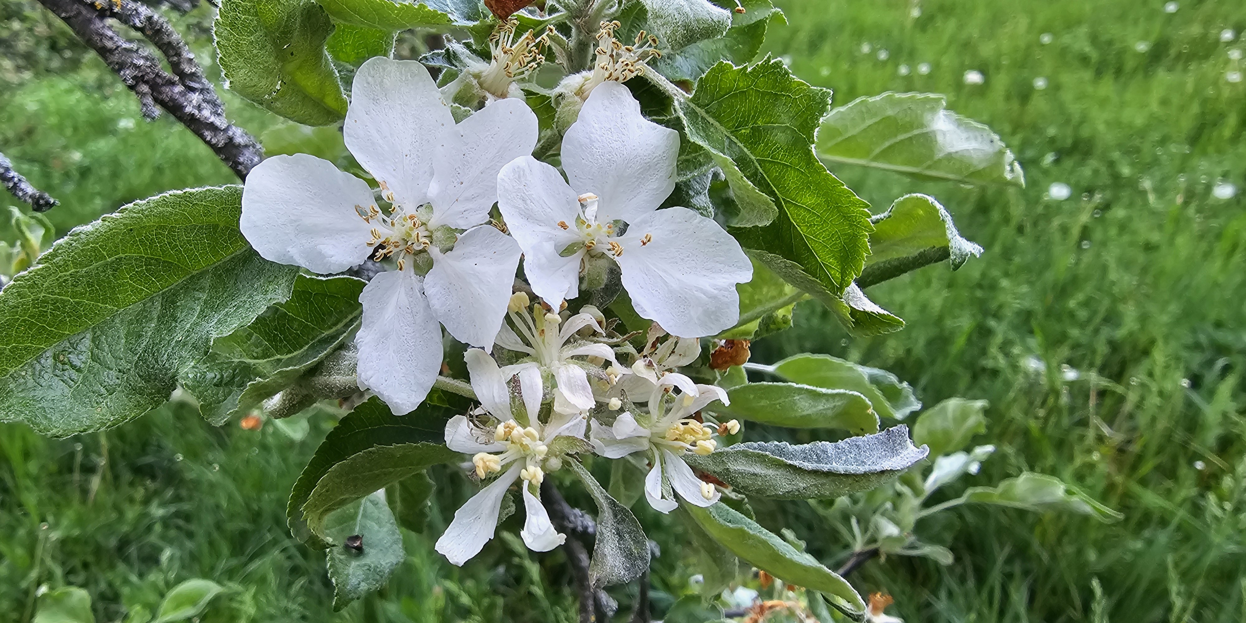 2024. évi 8. növényvédelmi felhívás