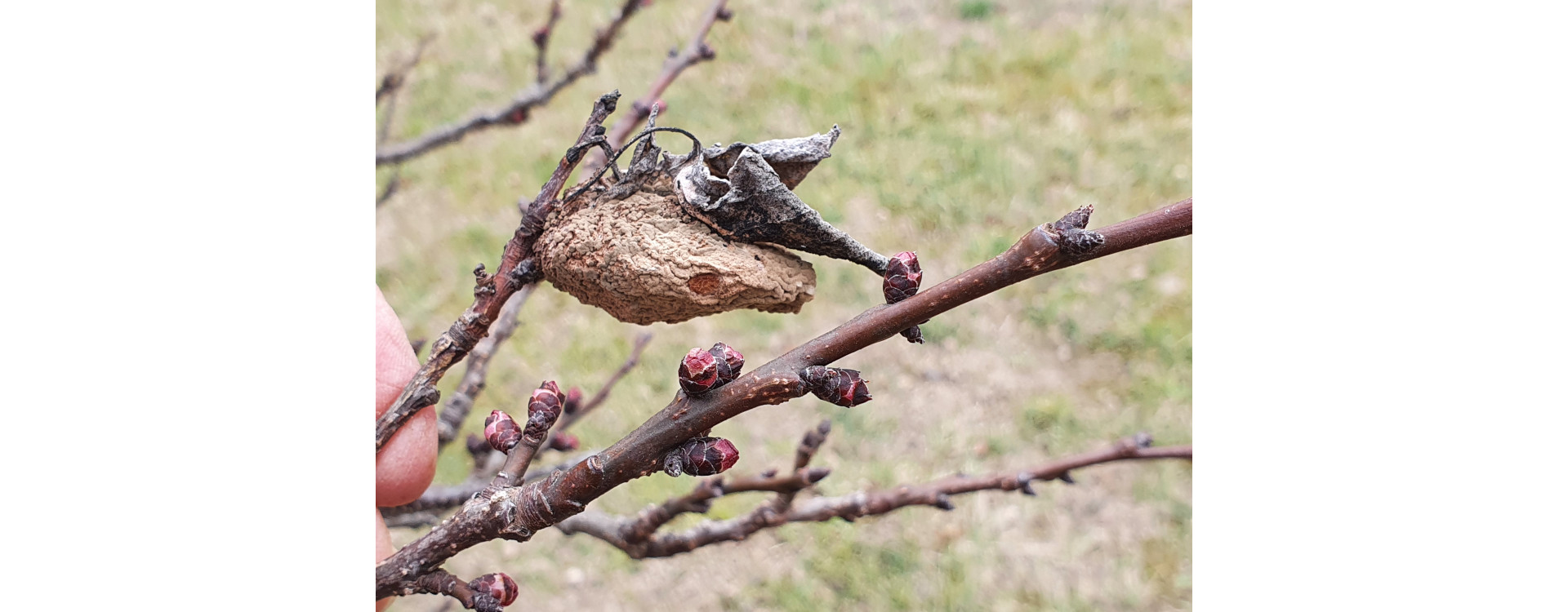 2021. évi 5. növényvédelmi felhívás – Zsigó György