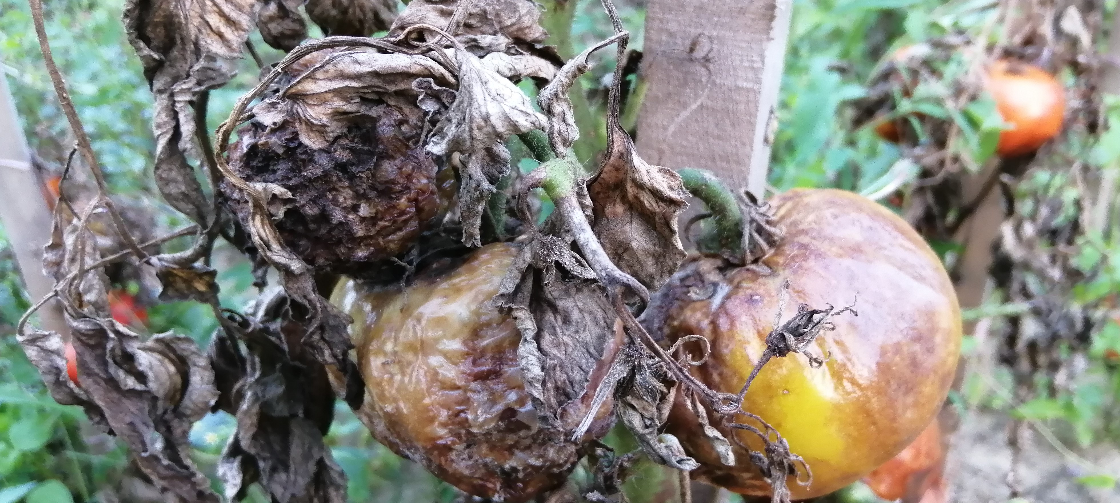 Növényvédelmi teendők – 2023. augusztus 4. hét