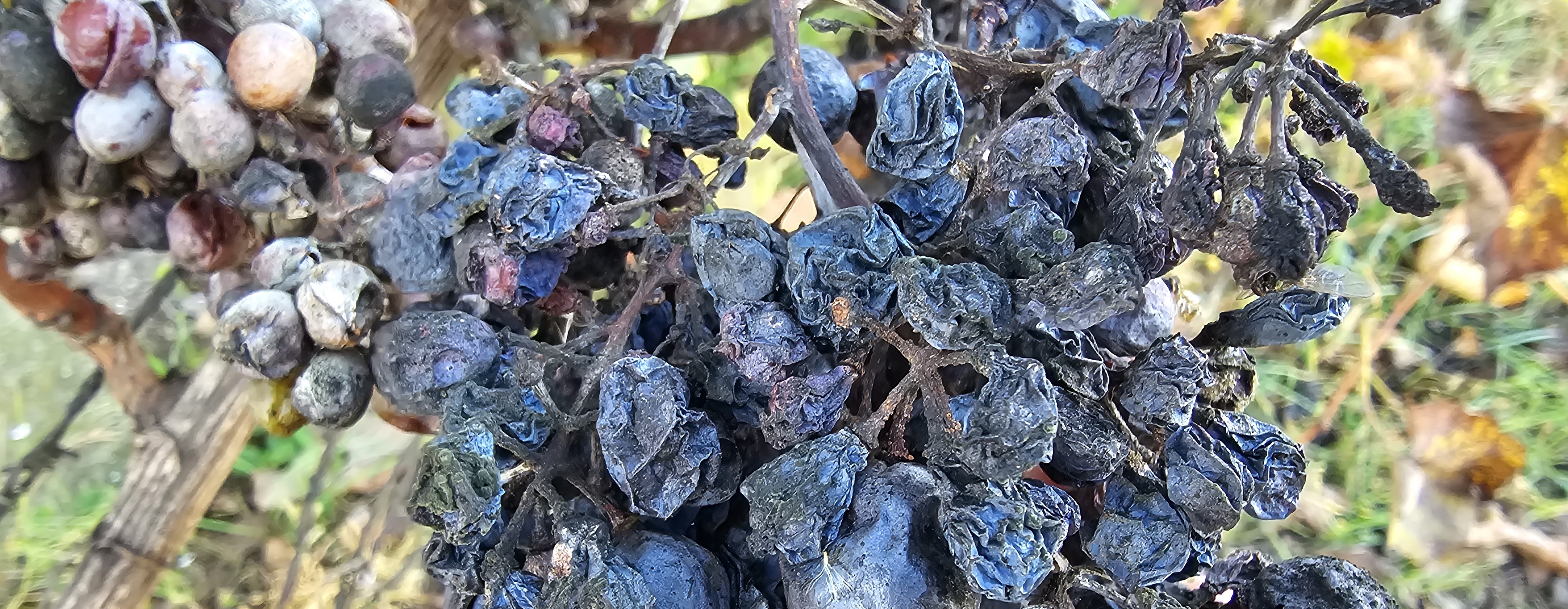 2023. évi 23. – idei utolsó – növényvédelmi felhívás