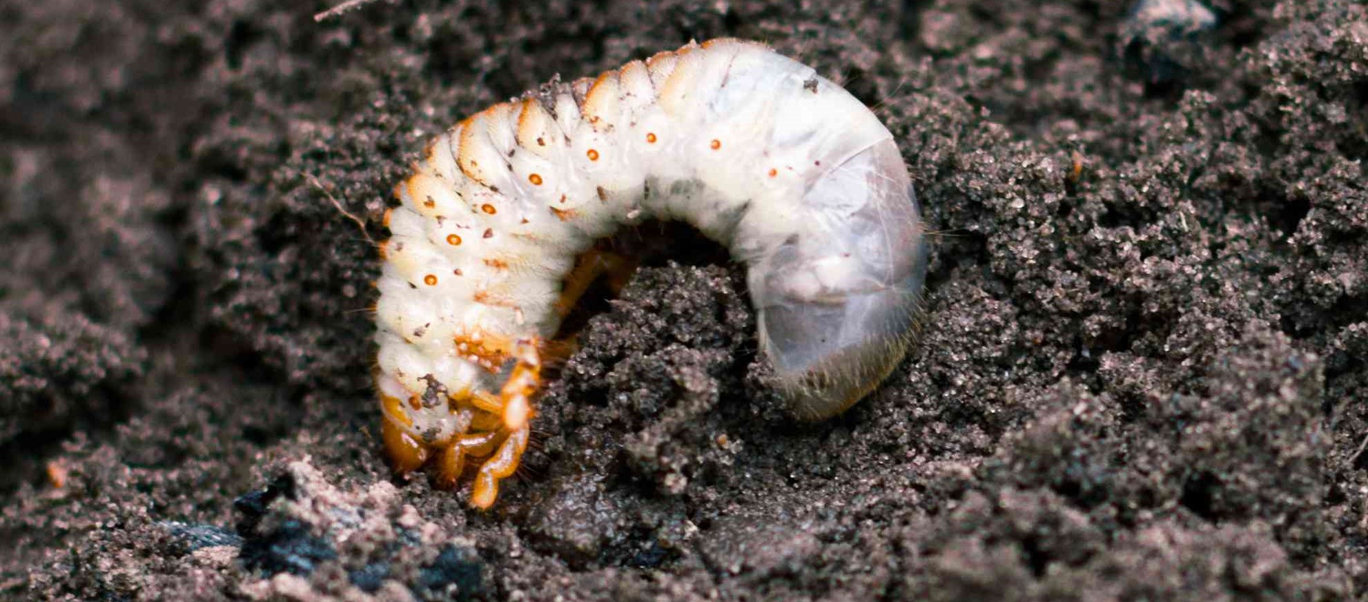 Növényvédelmi teendők – 2024. március 3. hét