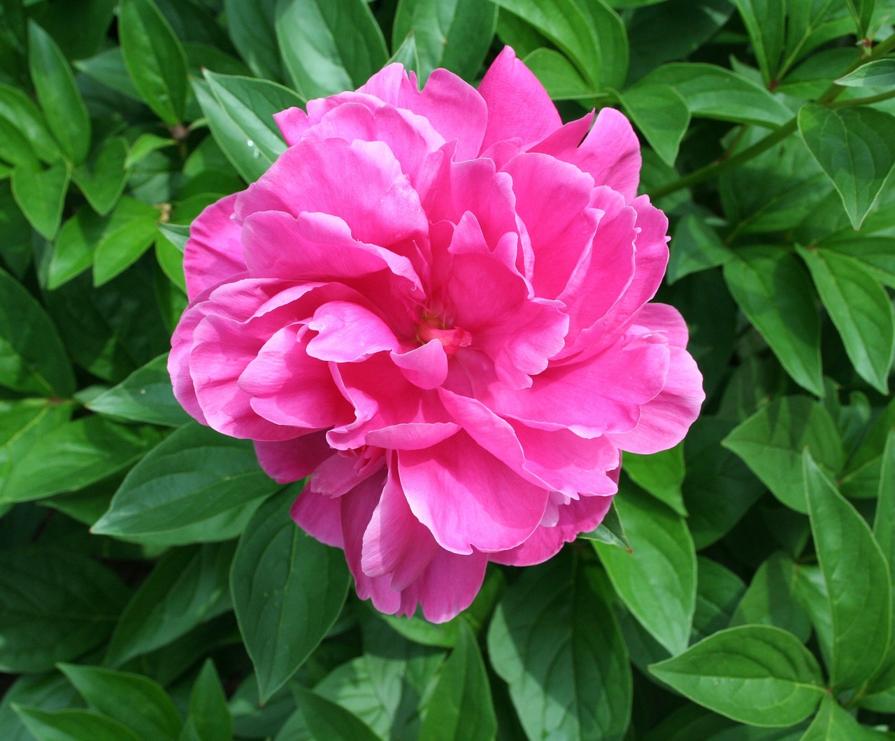 A pünkösdi rózsához türelem kell