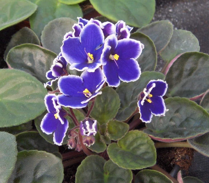 Fokföldi ibolya jelzi a nőnap közeledtét