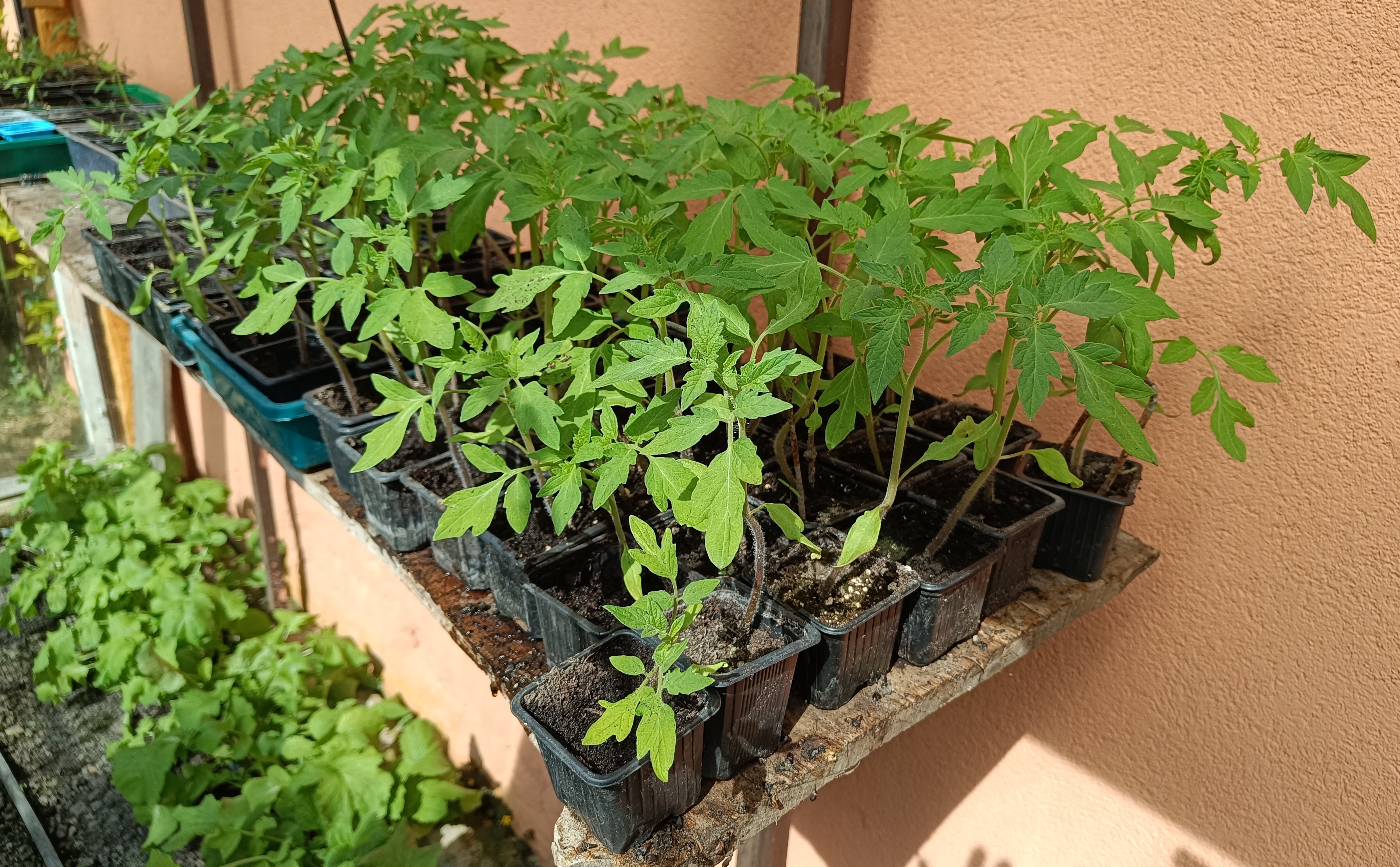 3+1 fontos teendő a palántanevelésben