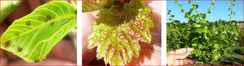 Zsigó György – Hasznos közlendők kertbarátoknak – 2017/7