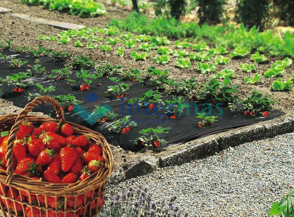 Talajtakaró fóliák zöldség, gyümölcs termesztéshez.