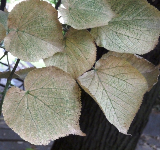 Zsigó György – Hasznos közlendők kertbarátoknak – 2014/8