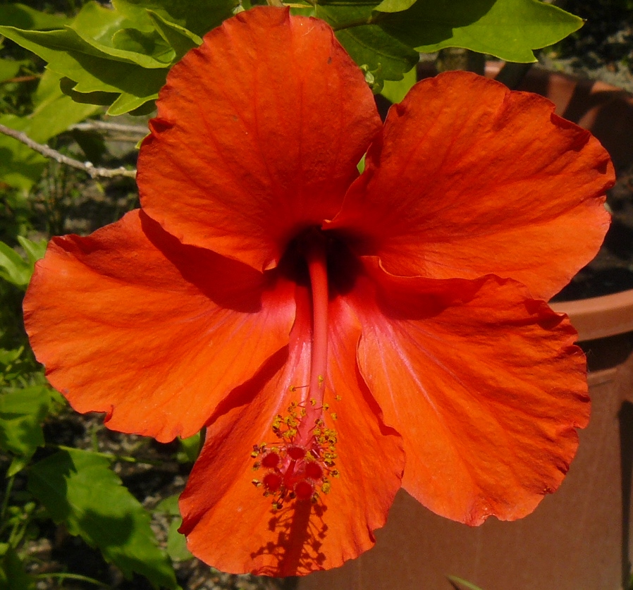 Hibiszkusszal színesebben